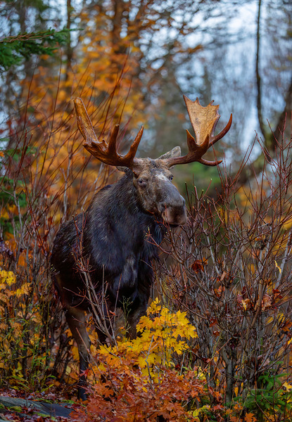 Bull Moose in Fall Colors Print