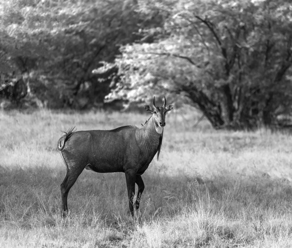 Nilgai Print