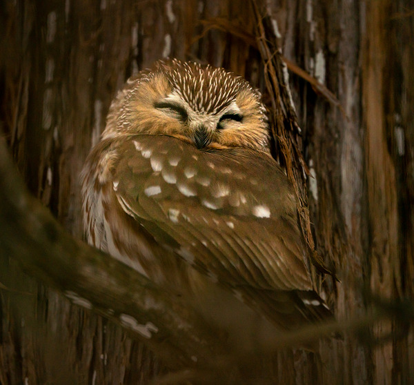 Saw Whet Owl by Aman Sharma