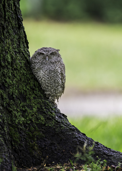 Eastern Screech Owlet Print