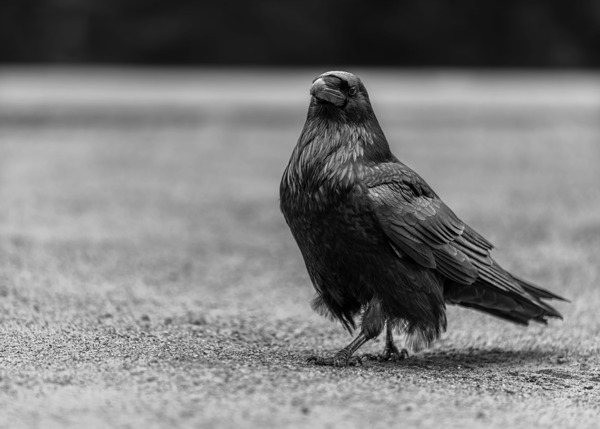 Three Eyed Raven Print