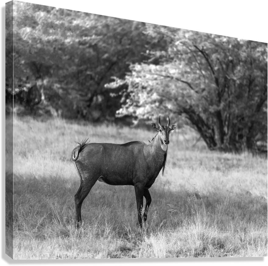 Nilgai Canvas Print