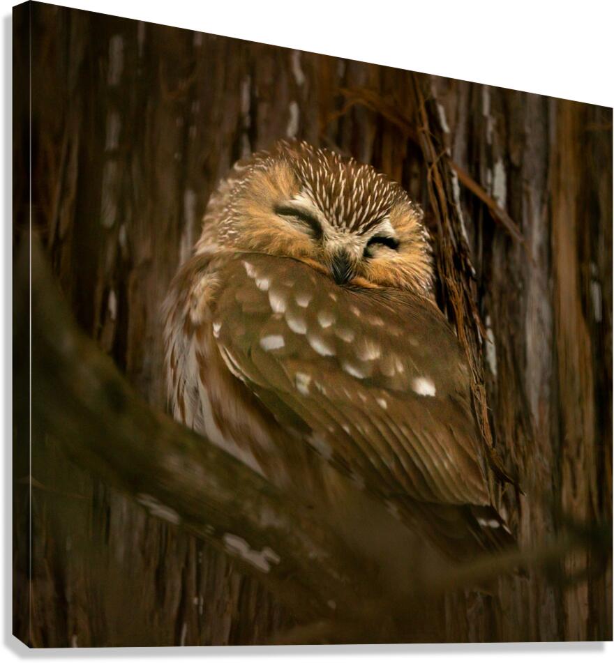 Saw Whet Owl Canvas Print