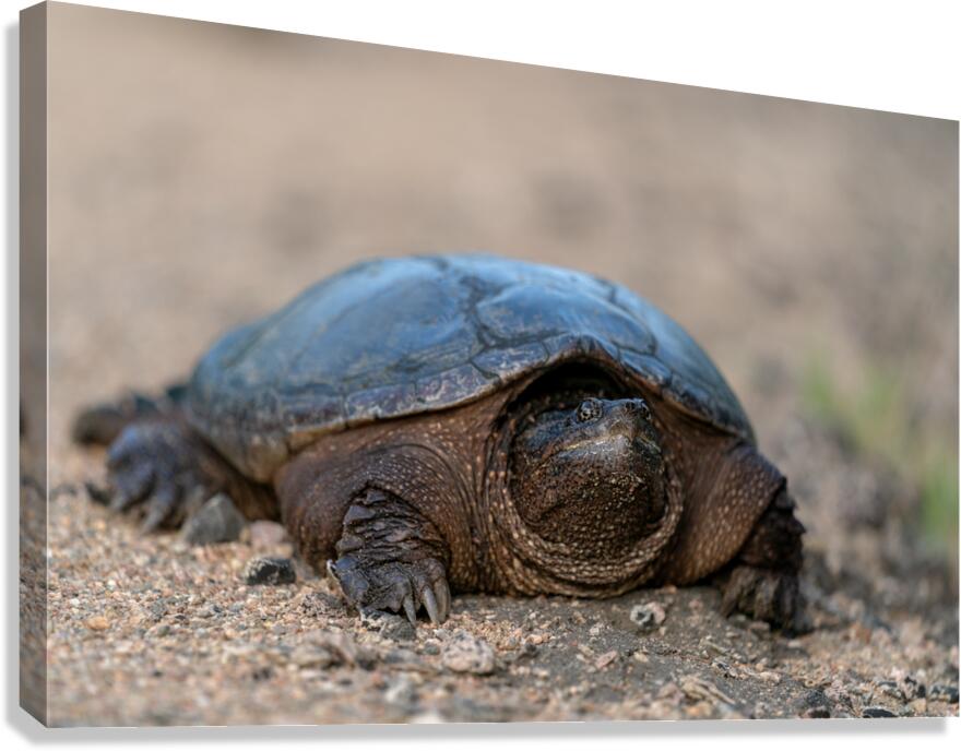 Snapping Turtle Canvas Print