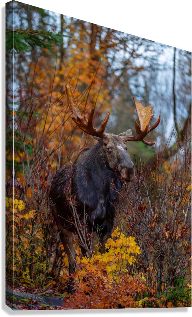 Bull Moose in Fall Colors Canvas Print