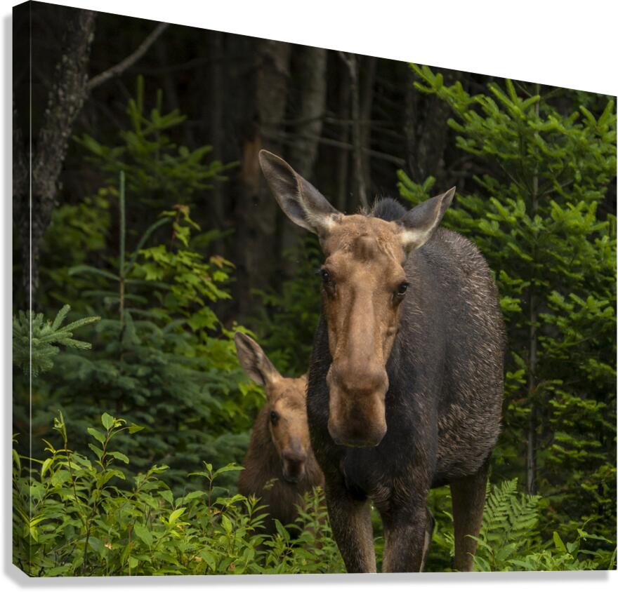 Love of a Mom Canvas Print