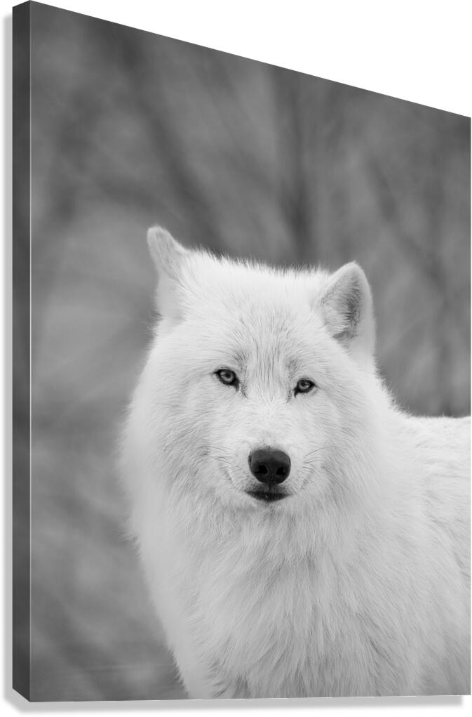 Arctic Wolf Canvas Print