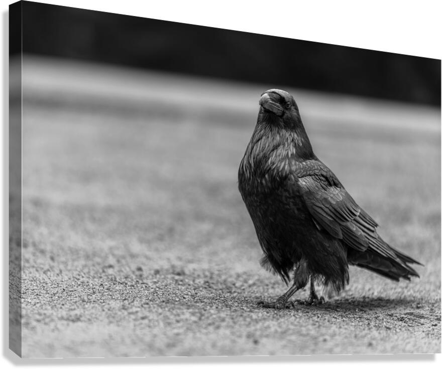 Three Eyed Raven Canvas Print