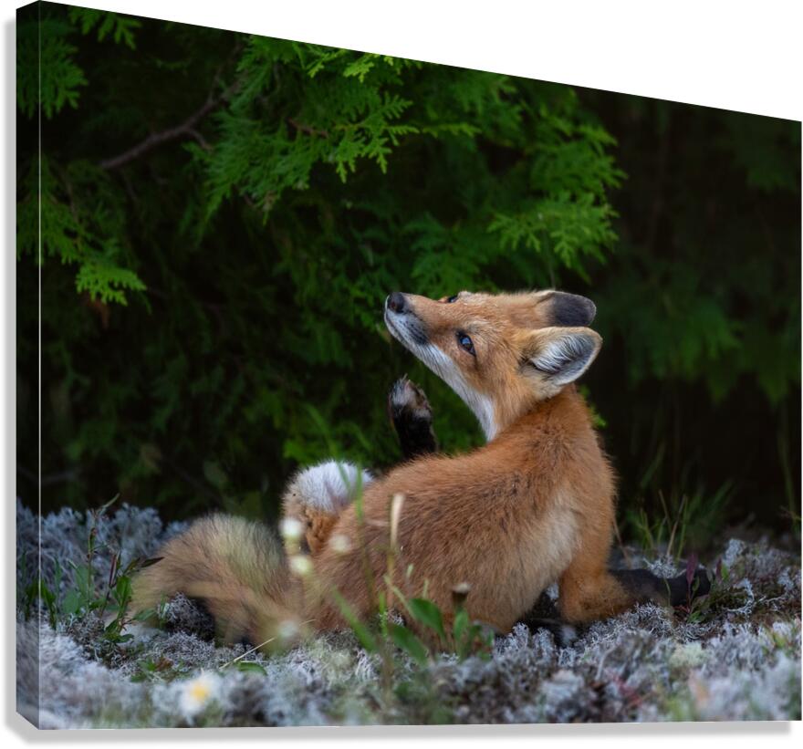 Fox in nature s embrace Canvas Print