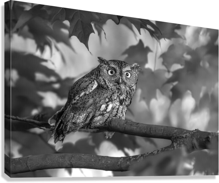 Gaze of an Owl Canvas Print