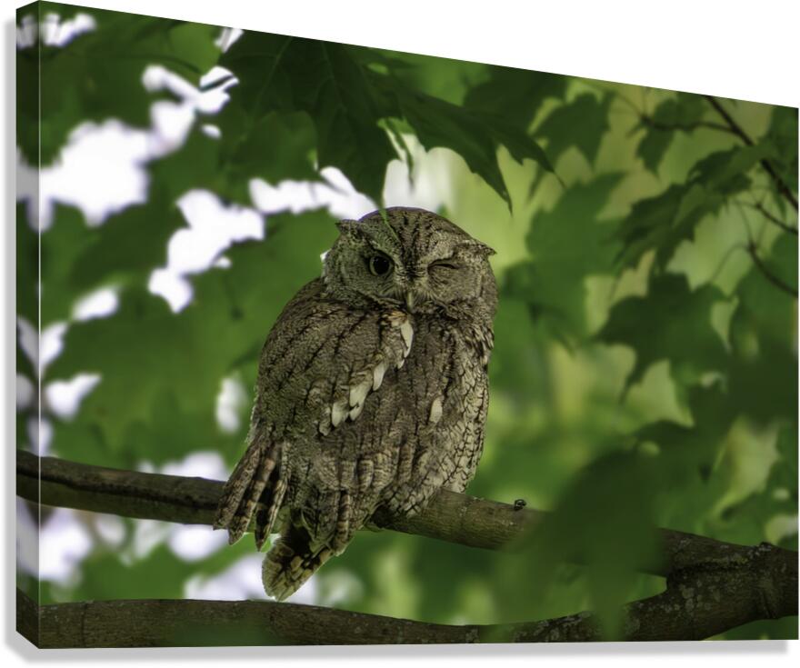 Winking Owl Canvas Print
