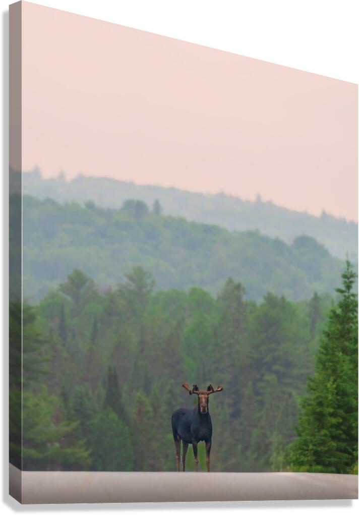 Standing Guard Canvas Print