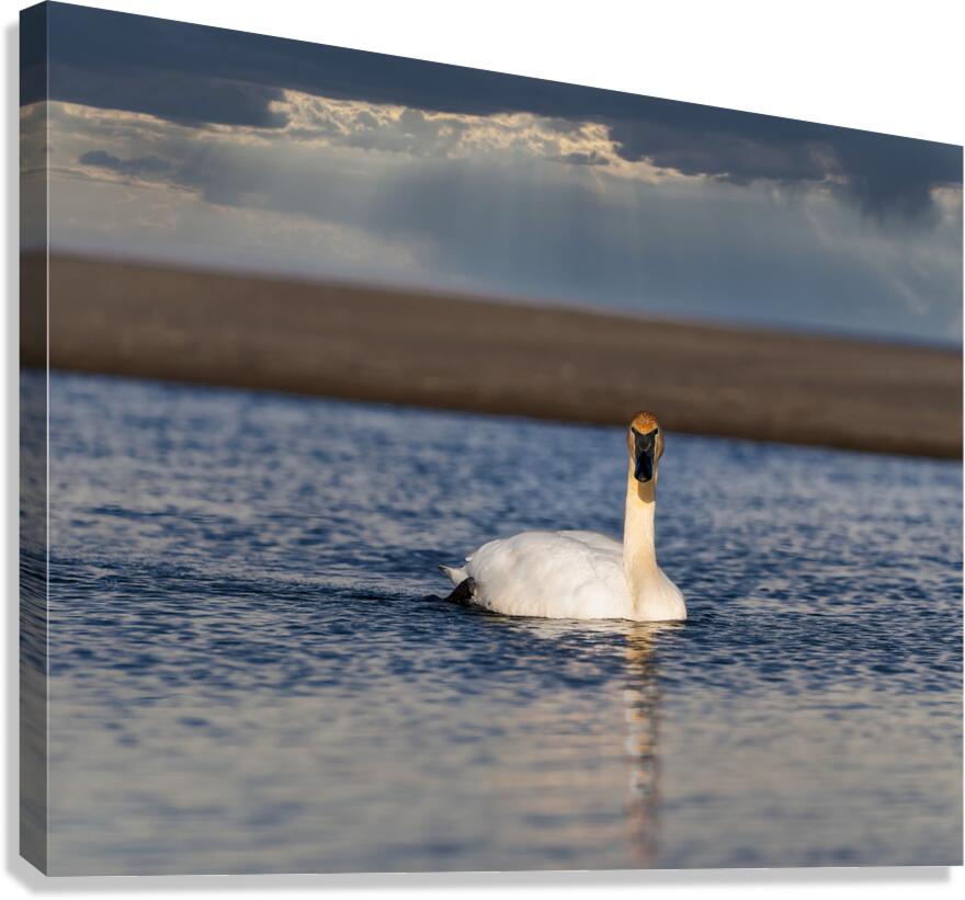 Swan on Lake Ontario Canvas Print