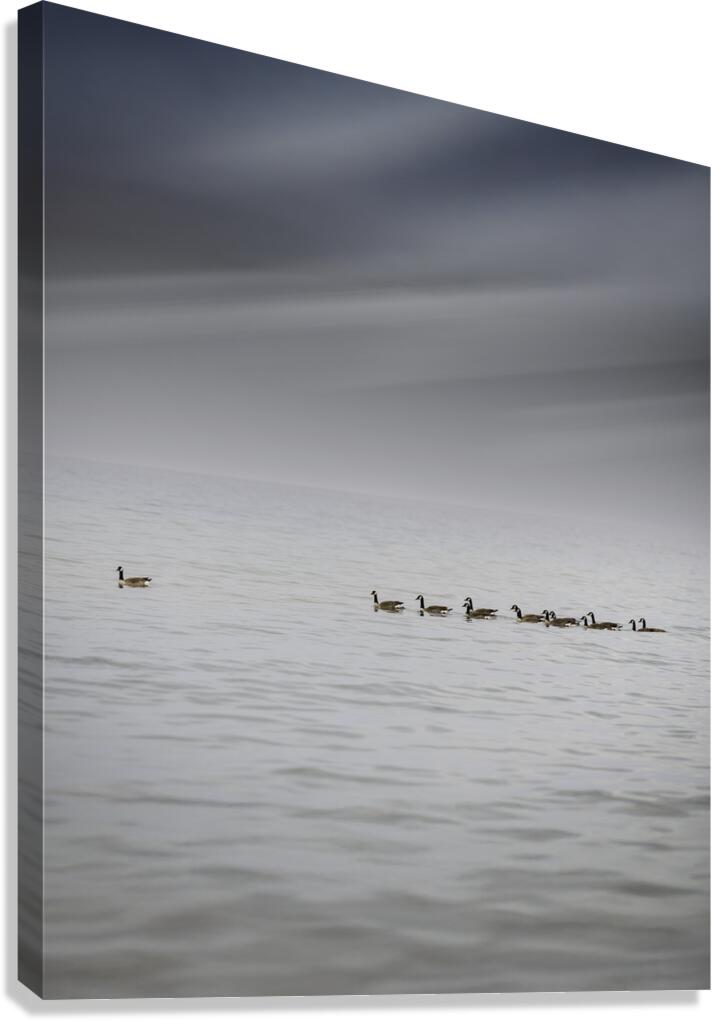 Gracefully Gliding Canvas Print