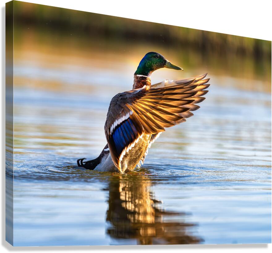 A Mallard’s Ballet. Canvas Print