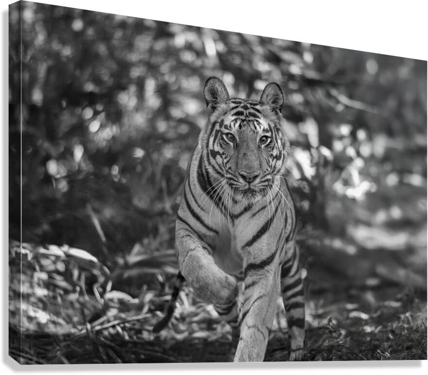 Sher Khan Canvas Print