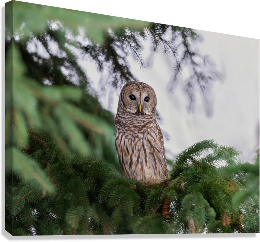 Barred Owl Canvas Print