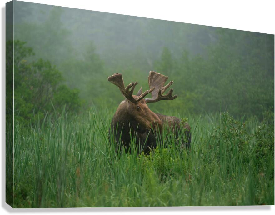 Bull Moose on a Foggy Morning Canvas Print