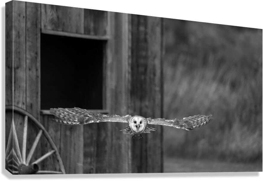 Barn Owl Canvas Print