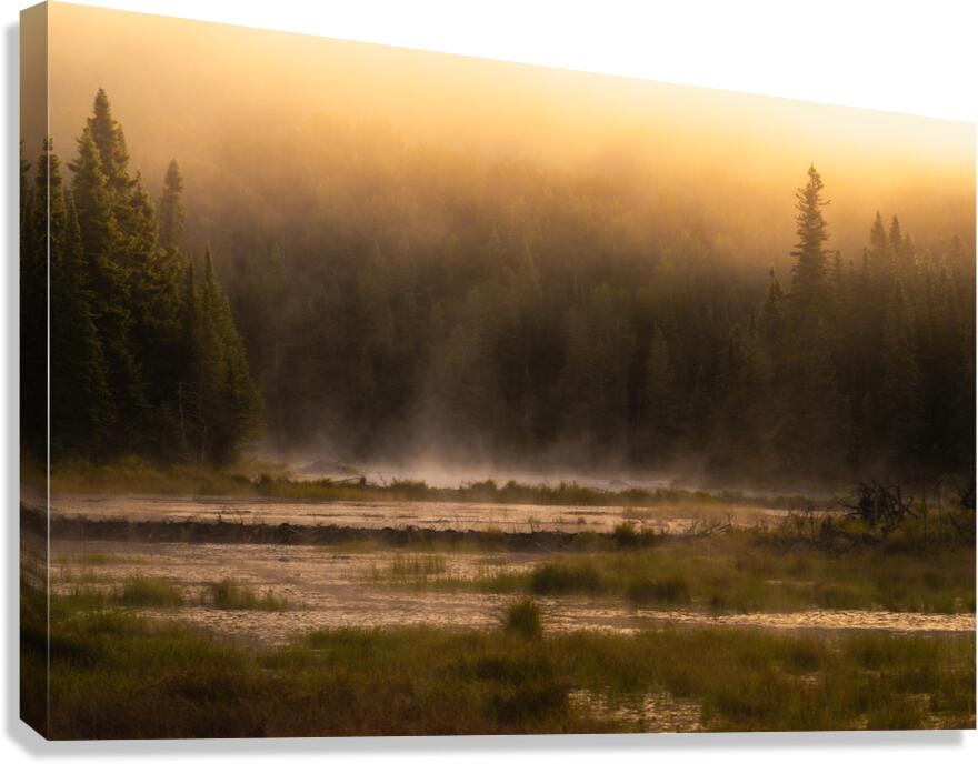 Summer morning in Algonquin Park Canvas Print