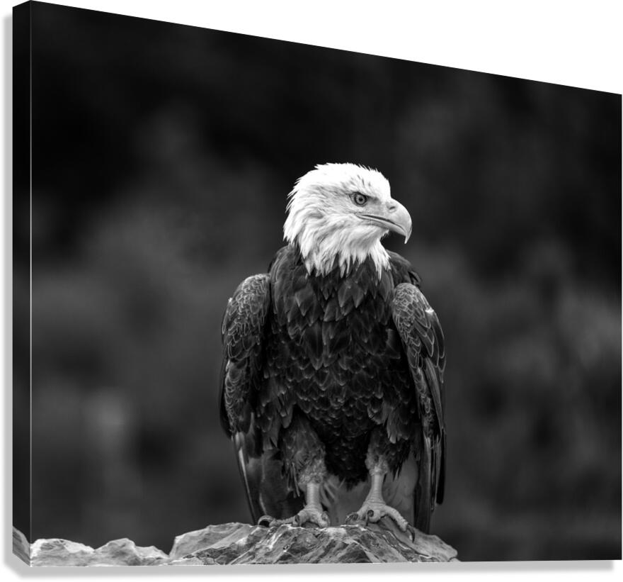 Bald Eagle Canvas Print