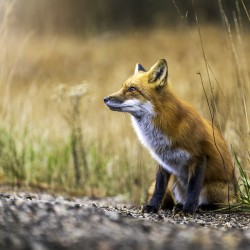 Fox portrait in morning light