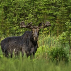 Bull Moose in Algonquin Park.