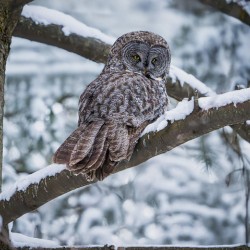 Great Grey Owl