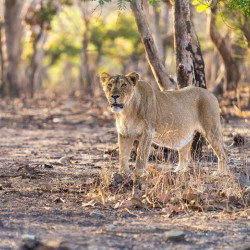 Lioness watching her pride.