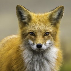 Eyes of a Fox