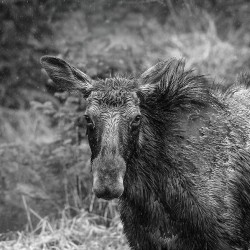 Monochrome Moose Portrait