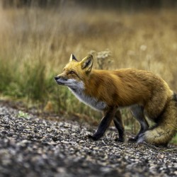 Opportunistic Fox