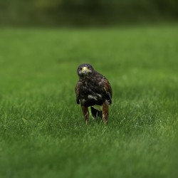 When Life Gives You Wings Hawk It Out 