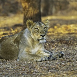 Lioness in Golden Light