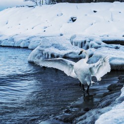 Swan in Winter