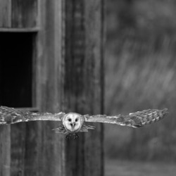 Barn Owl