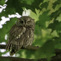 Winking Owl