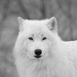 Arctic Wolf