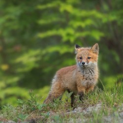 Fox Kit