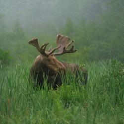 Bull Moose on a Foggy Morning