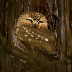 Saw Whet Owl