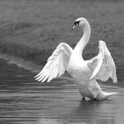 Swan in full glory