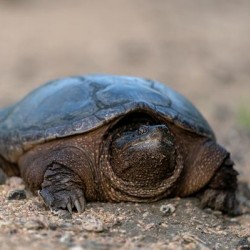 Snapping Turtle