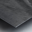 Swan in full glory Metal print