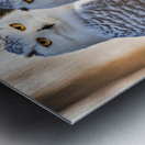 Snowy Owls Metal print