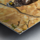 Crested Serpent Eagle. Metal print
