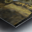 Lioness in Golden Light Metal print