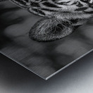 Eyes of the Wild Metal print