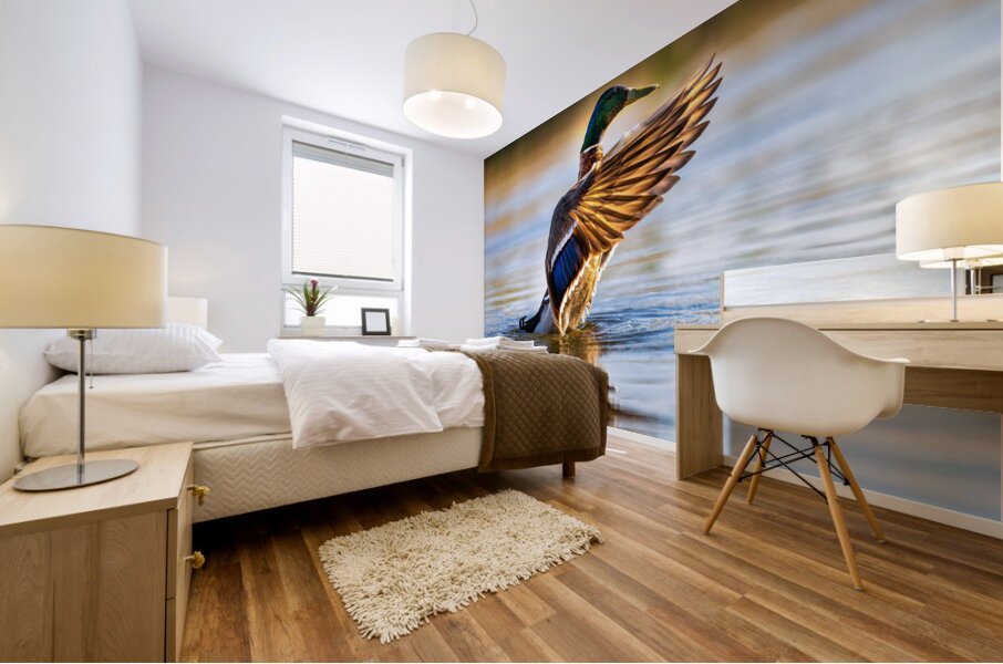 A Mallard’s Ballet. Mural print