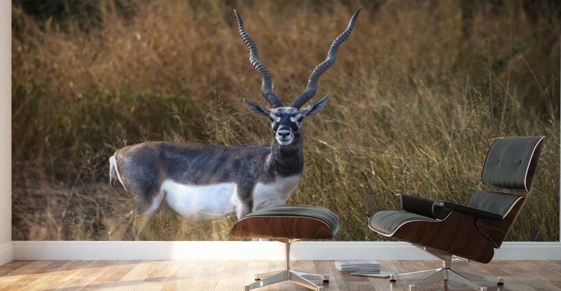 Blackbuck  Wall Murals